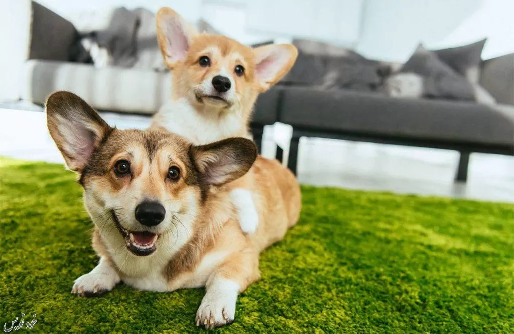 شکایت بابت نگهداری سگ در آپارتمان ،نگهداری حیوانات خانگی در آپارتمان|برخی قوانین دیگر در زمینه حیوانات