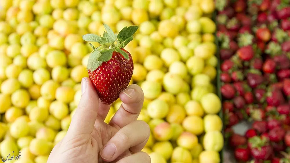 کودک از چه زمانی میتواند میوههای توت سان بخورد؟ +علائم آلرژی غذایی در کودک