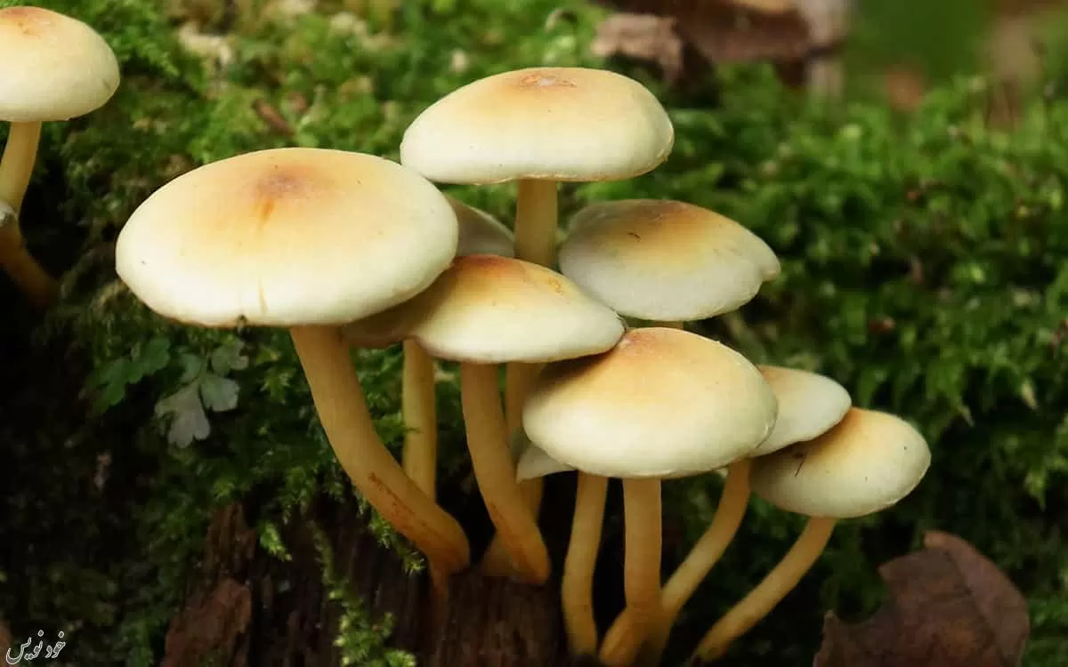 تشخیص انواع قارچ های سمی و خوراکی | چگونه بفهمیم قارچ خوراکی است یا سمی؟