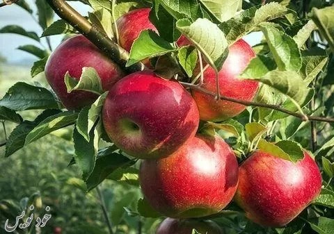 طرح گلخانه درخت سیب مالینگ |ایده کسب و کار