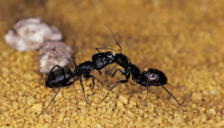 قسمتهای بدن مورچه ها چیست؟