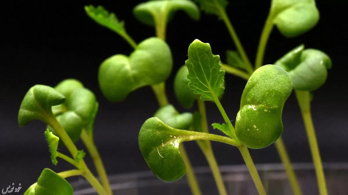 رشد گیاه بدون نور خورشید ممکن شد ؛ دستاورد جدید دانشمندان آمریکایی |روش فتوسنتز مصنوعی  Artificial Photosynthesis
