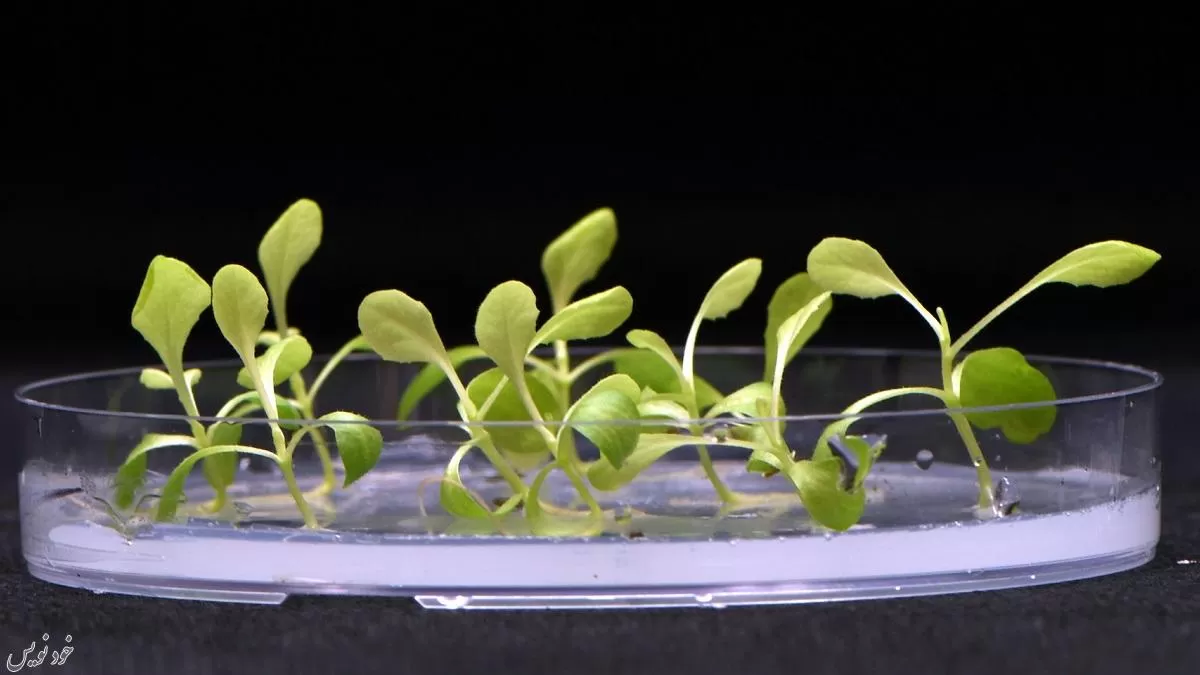 رشد گیاه بدون نور خورشید ممکن شد ؛ دستاورد جدید دانشمندان آمریکایی |روش فتوسنتز مصنوعی  Artificial Photosynthesis