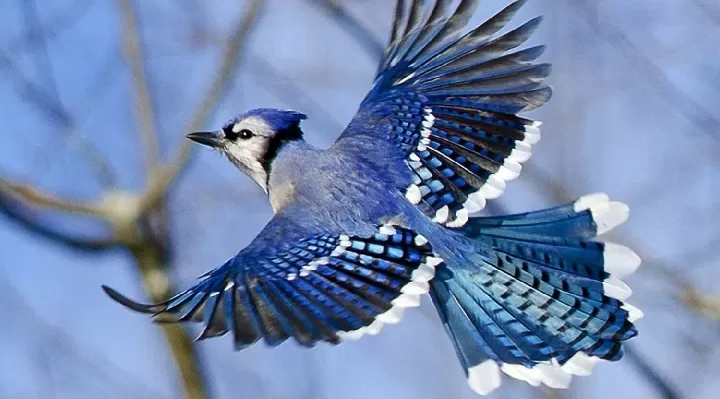  زیباترین پرندگان جهان