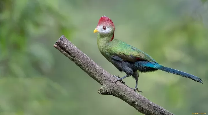  زیباترین پرندگان جهان