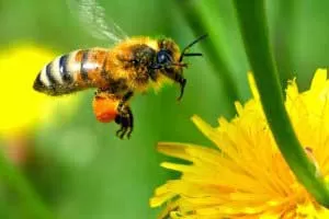 معمای جالب بال زدن زنبور عسل 