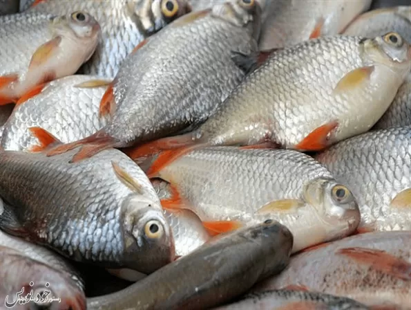 ایا ارزش غذایی ماهی پرورشی و دریا یکسان است؟