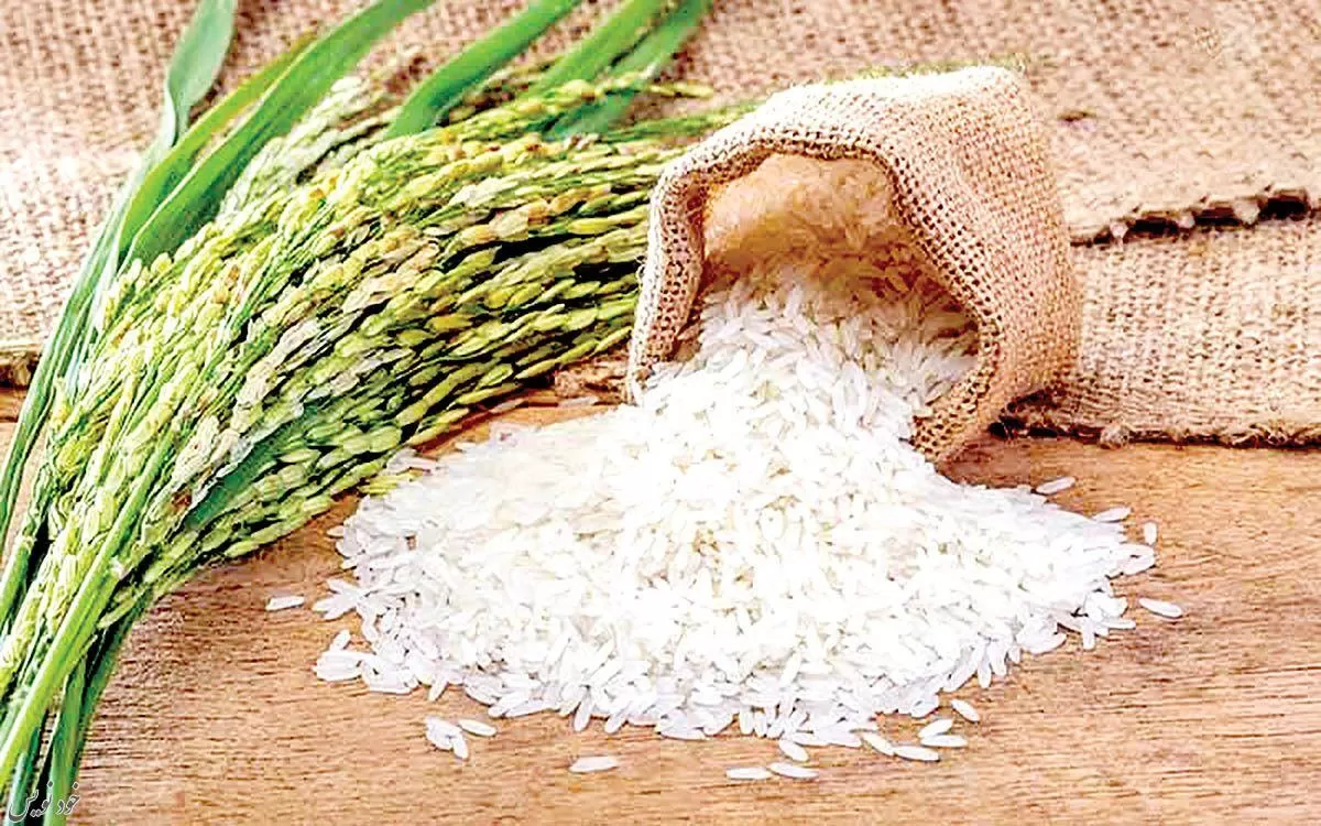 راجع به کاربردهای برنج چه می دانید؟ خواص و ارزش غذایی برنج