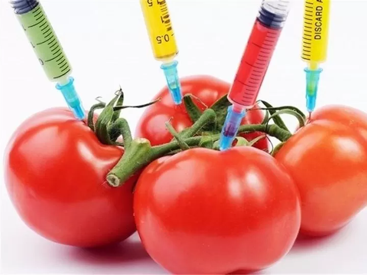 ۳ تاثیر مخرب مواد غذایی اصلاح شده ژنتیکی بر سلامت!