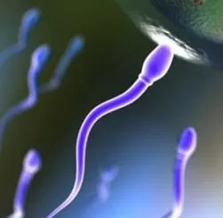 روزی اسپرم بوت ها می توانند به درمان سرطان دهانه رحم کمک کنند! | میکرو ربات
