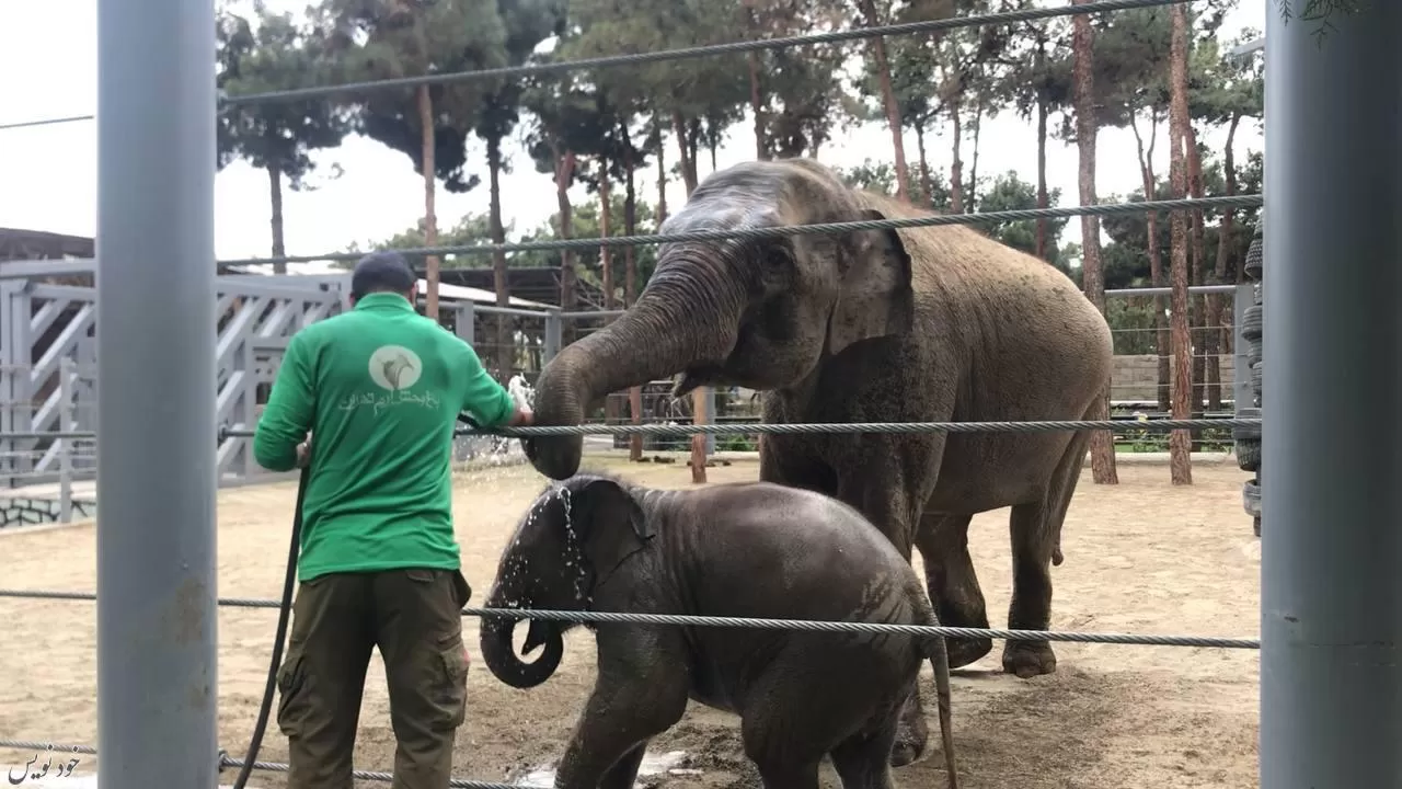 بچه فیل باغ وحش ارم در آستانه ۱ سالگی است |۲۵ اردیبهشت 