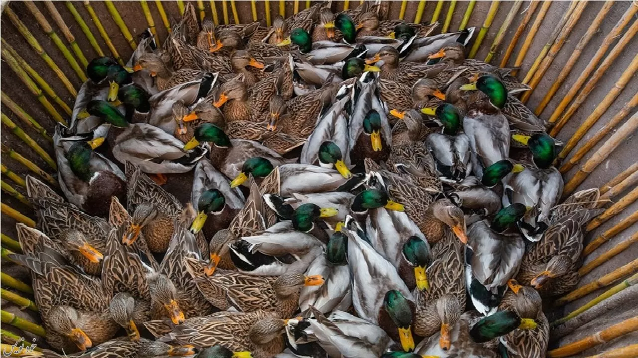 بازار پرندگان وحشی فریدونکنار تعطیل شد | محیط زیست