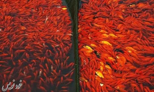 ماهی قرمز را در طبیعت رها نکنید | محیط زیست