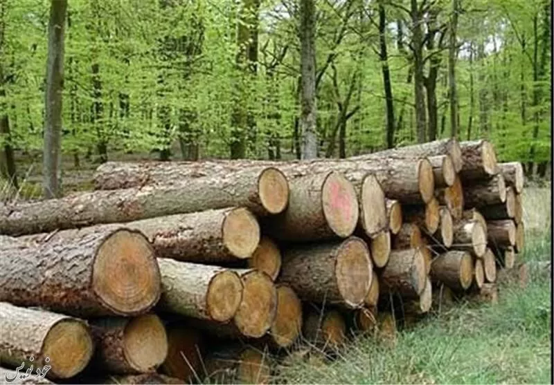ارزش زیست محیطی جنگلها بیشتر از تولید چوب است | اخبار منابع طبیعی