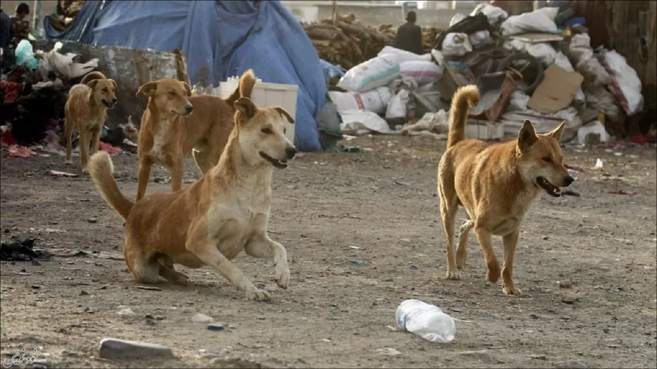 سگهای ولگرد باعث تخریب اکوسیستم میشوند | حیات وحش