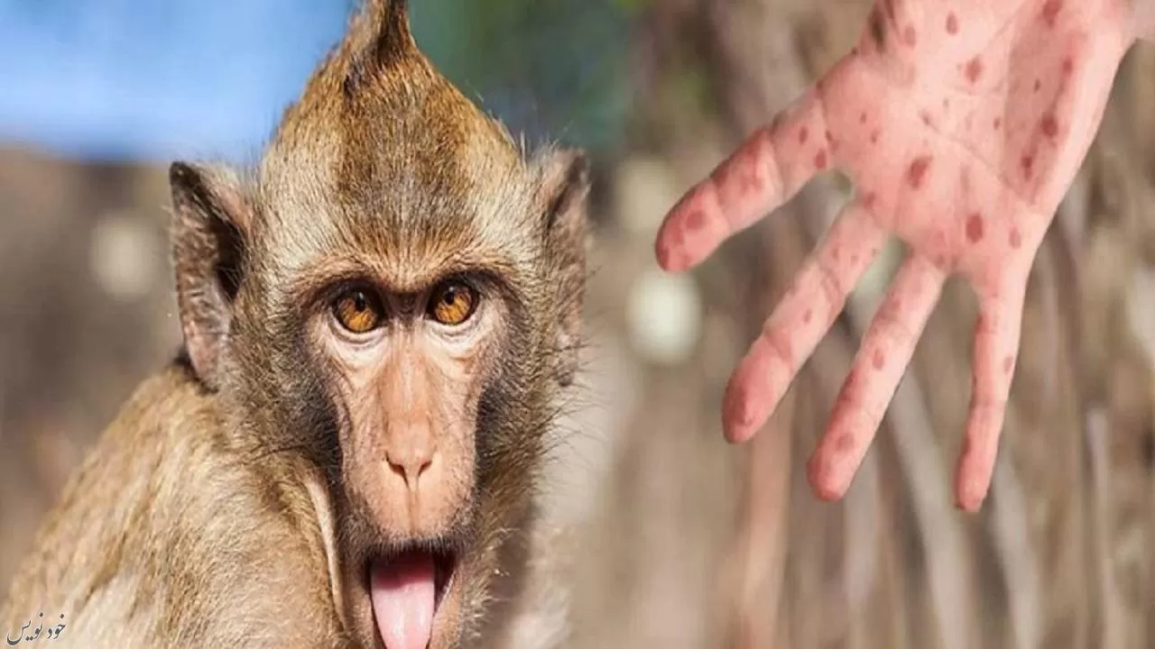 احتمال انتقال آبله میمونی به حیوانات خانگی |بله میمونی یک ویروس از خانواده Poxviridae 