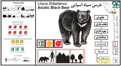 ردپای تخریب انسان بر حیاتوحش/ زنگ خطر انقراض خرس ایرانی به صدا در آمد |دوگونه خرس قهوهای و سیاه آسیایی