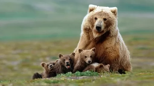ردپای تخریب انسان بر حیاتوحش/ زنگ خطر انقراض خرس ایرانی به صدا در آمد |دوگونه خرس قهوهای و سیاه آسیایی