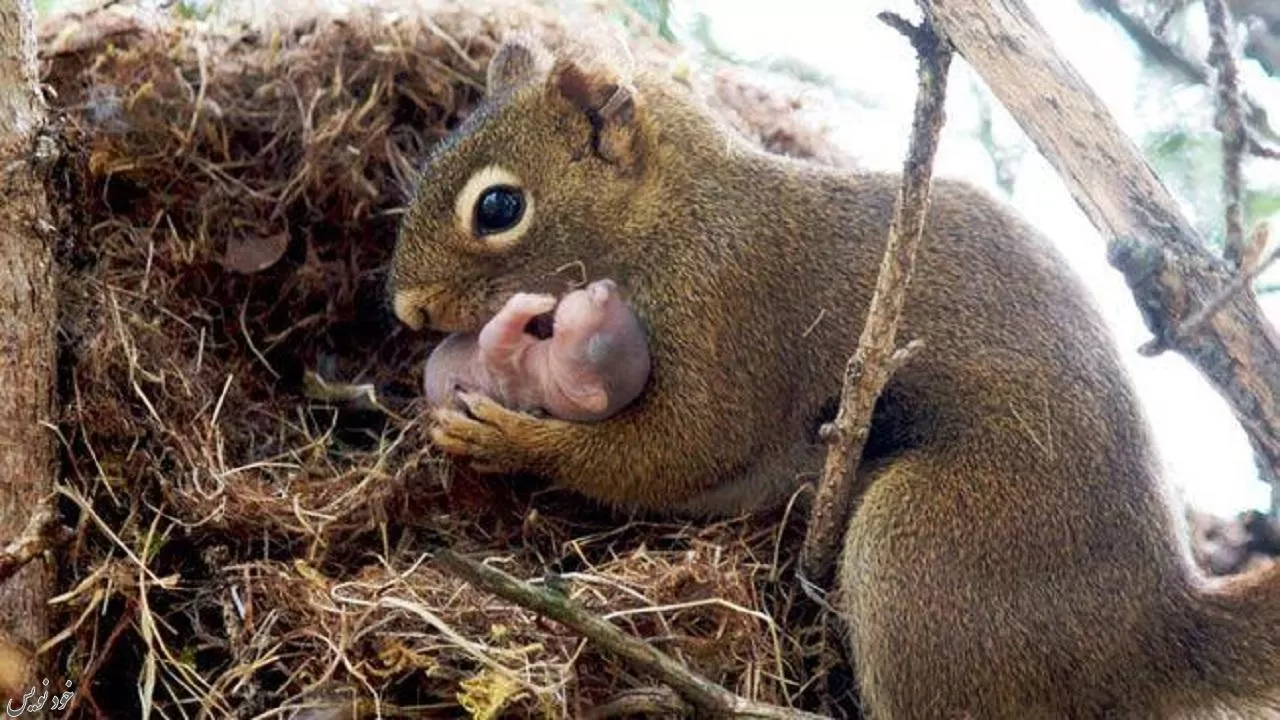 تجارت سیاه بچه سنجابها از دل جنگلهای زاگرس تا پایتخت |رشد بی رویه قاچاق حیوانات