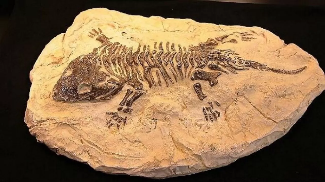 فسیلهایی با قدمت ۹ میلیون سال در سایت مراغه پیدا شد