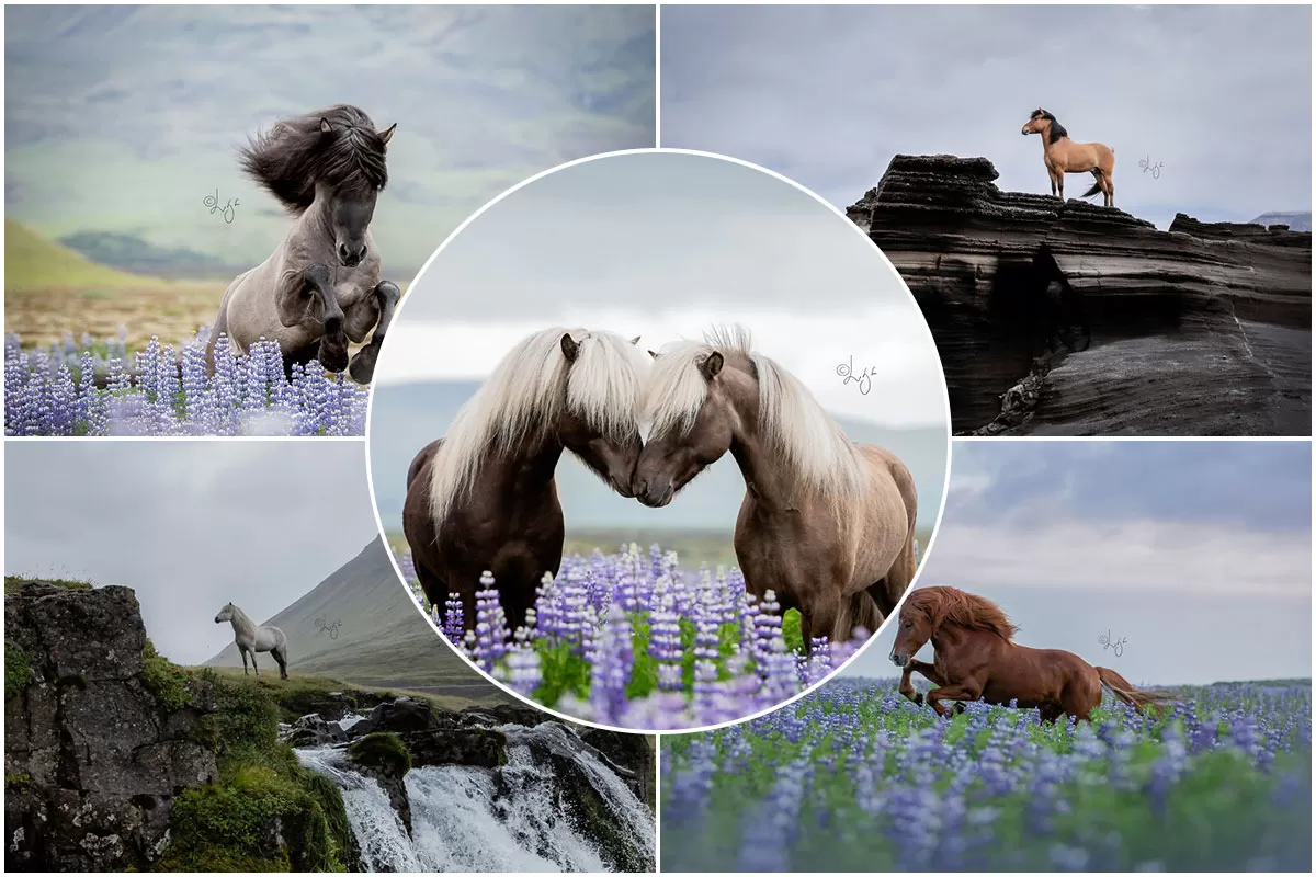 تصاویر جذاب از زیبایی خیره‌کننده اسب‌ها در مناظر ایسلندی