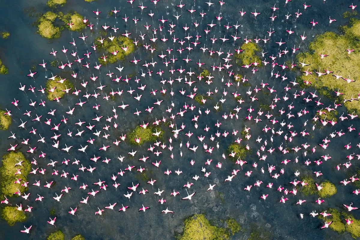 تصاویر هوایی چشم‌نواز از هندسه زیبای فلامینگوهای مهاجر هند