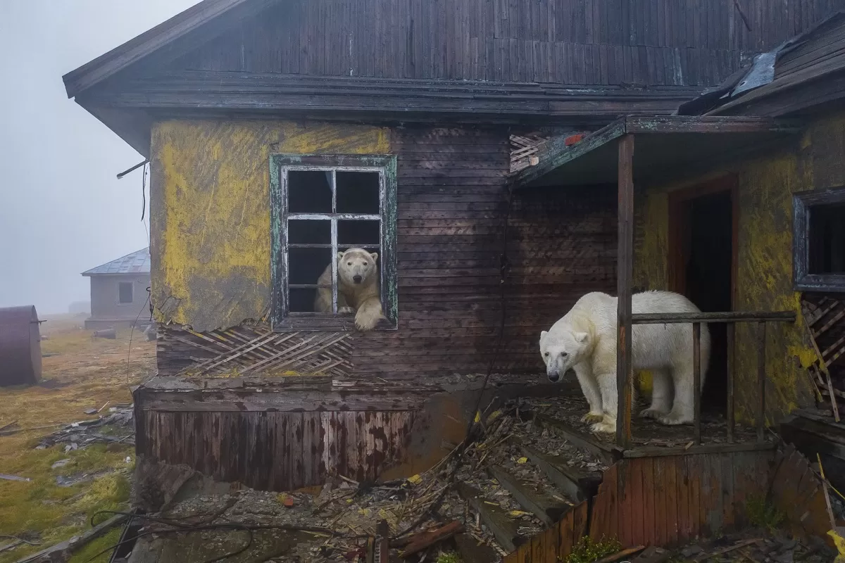 عکس خرس‌های قطبی در دهکده متروکه، برنده عنوان «عکاس طبیعت سال ۲۰۲۲» شد
