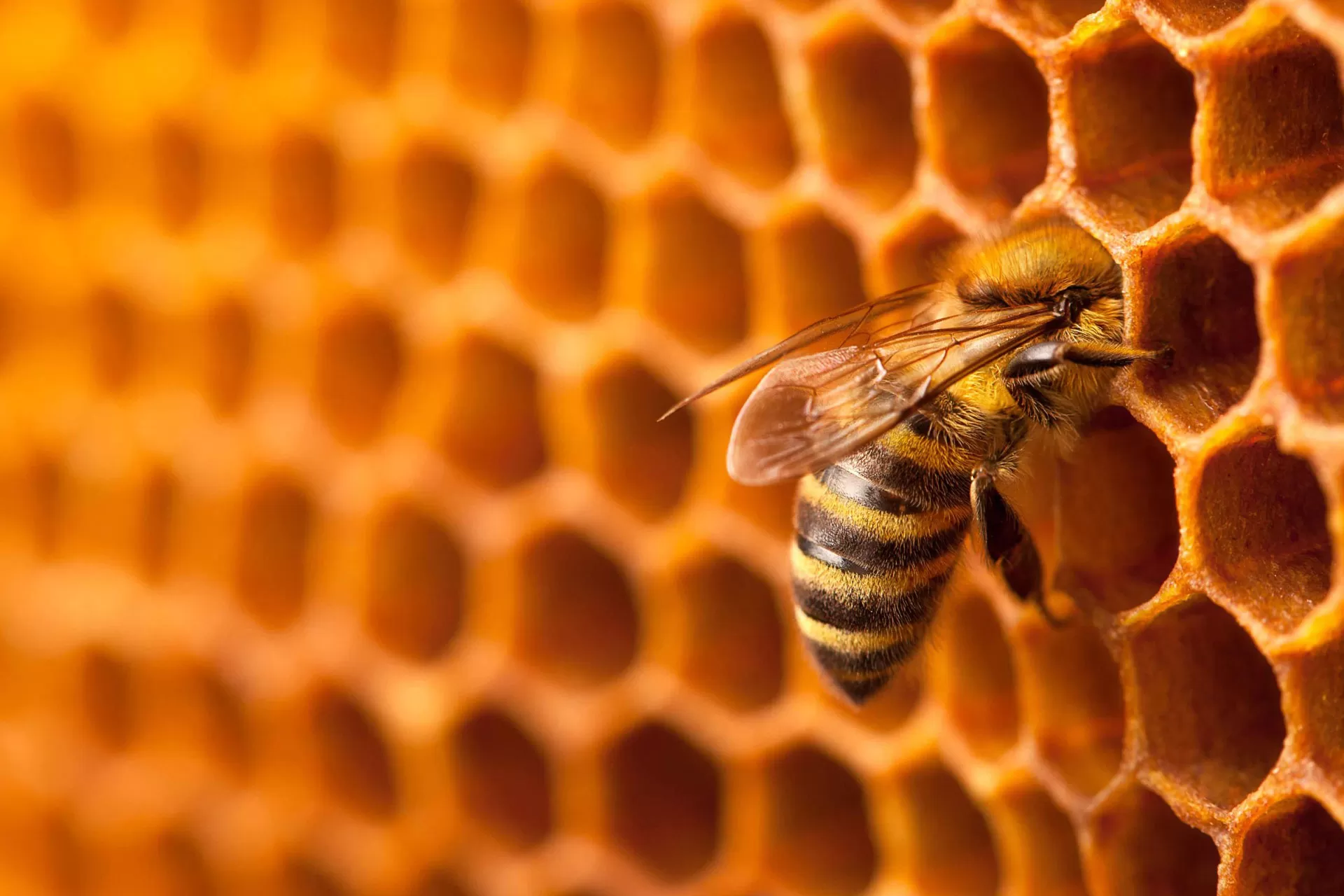 طول عمر زنبور عسل ممکن است درمقایسه‌با پنجاه سال گذشته نصف شده باشد
