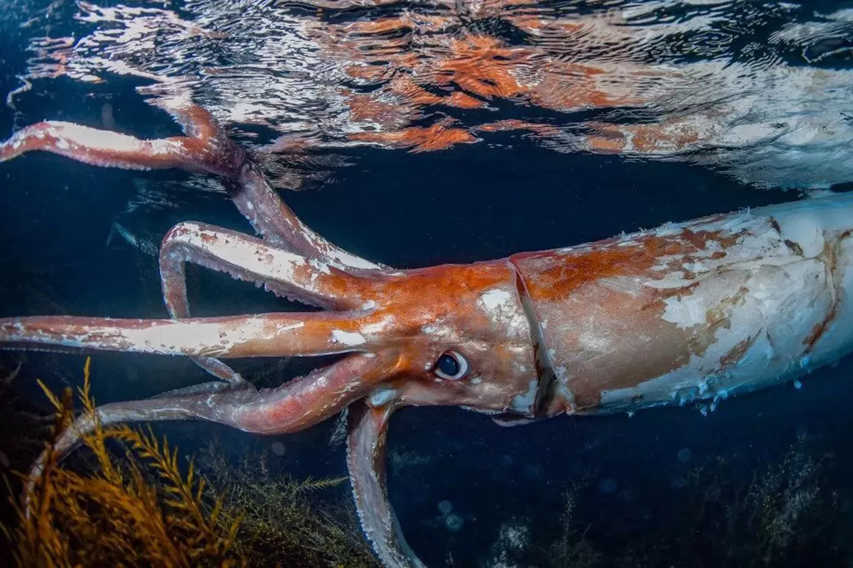 تصاویر شگفت‌انگیز غواص ژاپنی از ماهی مرکب غول‌پیکری ۲٫۵ متری