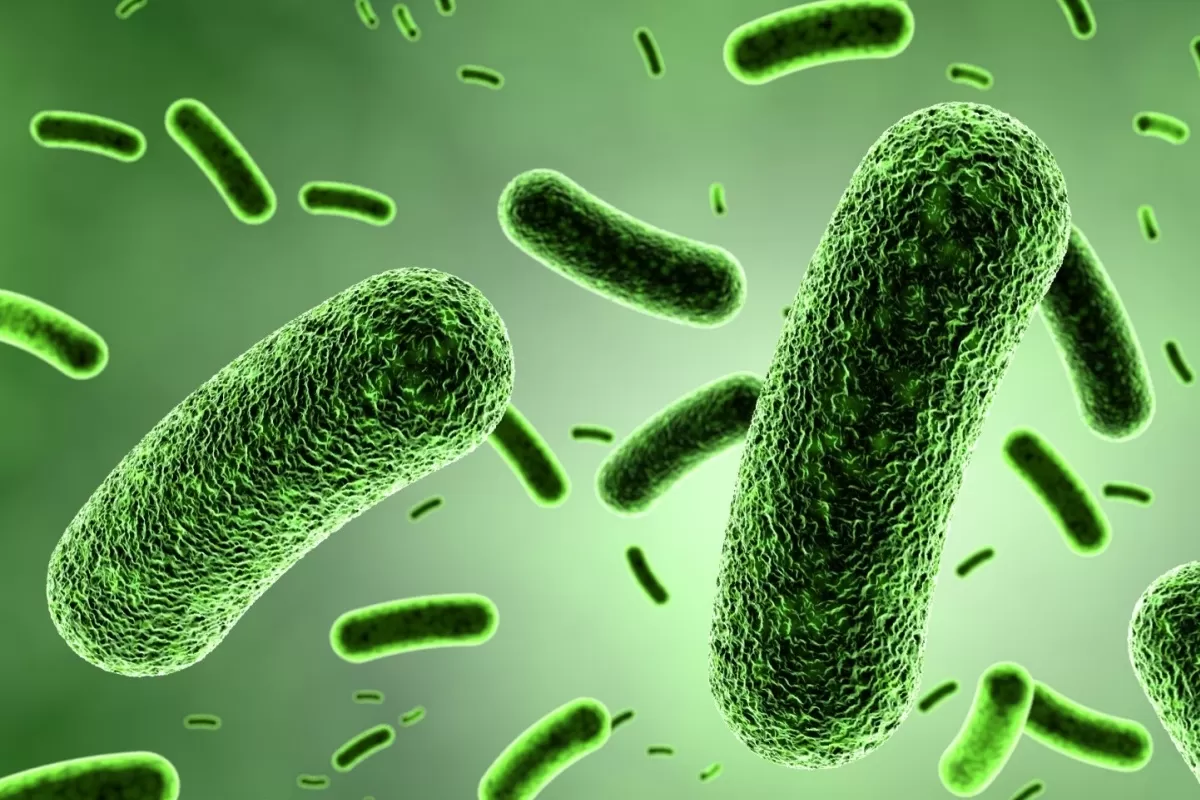 میکروب‌های روده دمای بدن ما را در طول ۱۶۰ سال گذشته کاهش داده‌اند