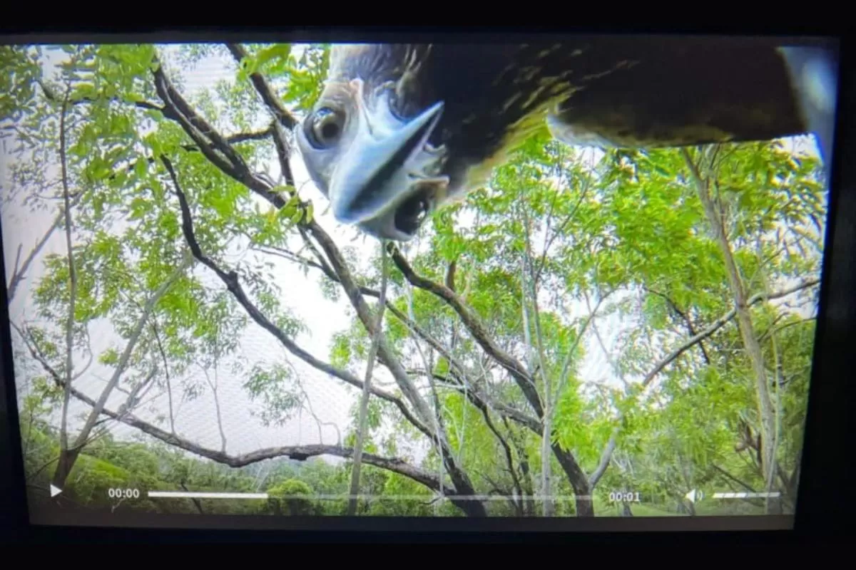 عقابی که پهپاد یک عکاس را دزدید و سلفی گرفت