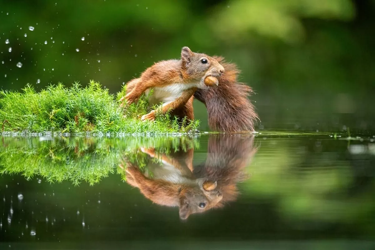 تصاویر خوش‌رنگ و لعاب از حرکت‌های ژیمناستیک سنجاب‌های قرمز