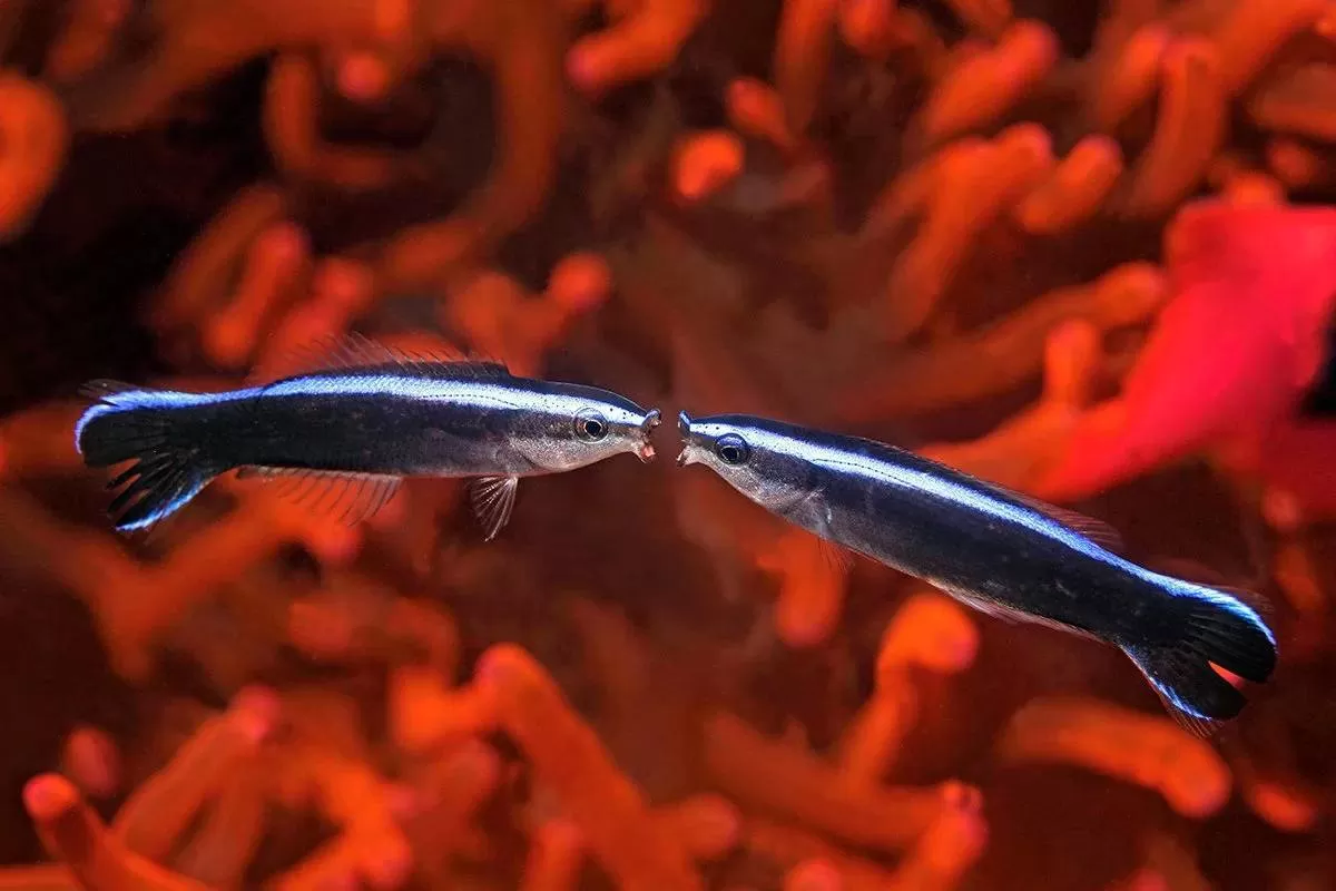 ماهی‌ها می‌توانند خودشان را در عکس‌ها تشخیص دهند