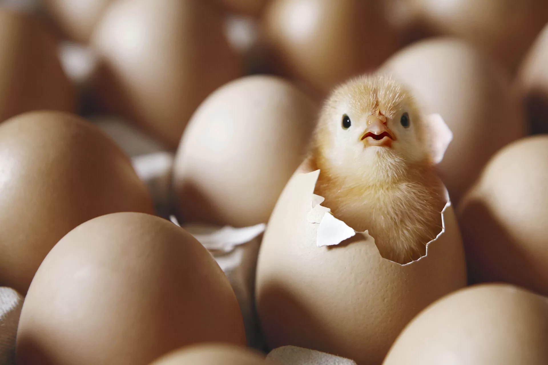 مرغ یا تخم‌مرغ، کدام یک اول بود؟