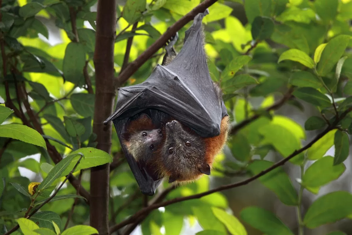 سلول‌های بنیادی می‌توانند توضیح دهند خفاش‌ها چگونه حامل ویروس‌های مرگ‌بار هستند