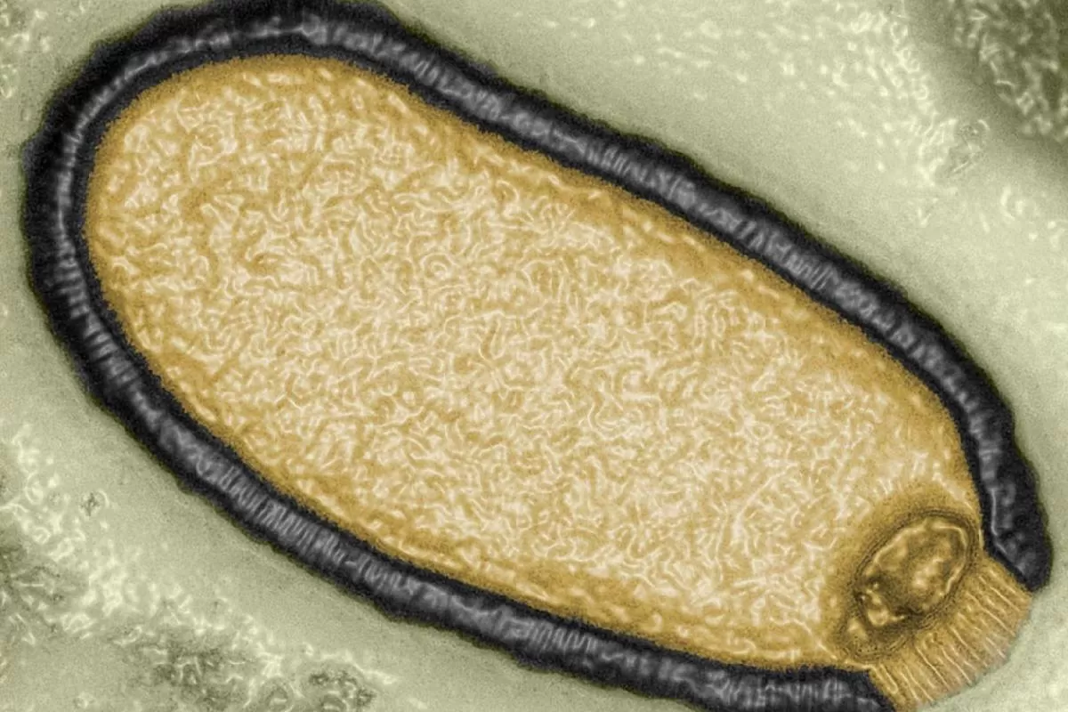 ویروس زامبی بازیابی‌شده از خاک منجمد شمالگان همچنان عفونی است