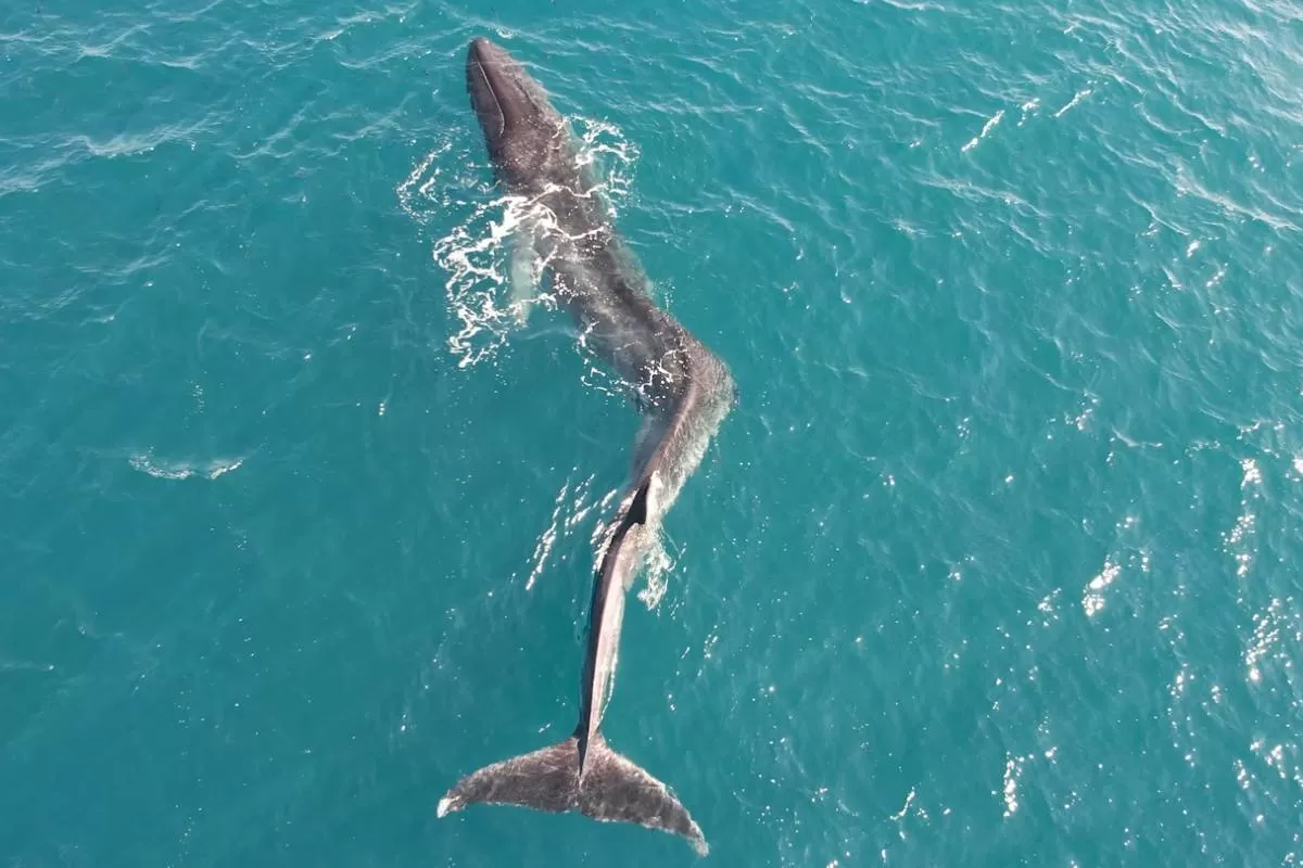 فیلم دلخراش نهنگی با کمر شکسته که برای شنا کردن تقلا می‌کند