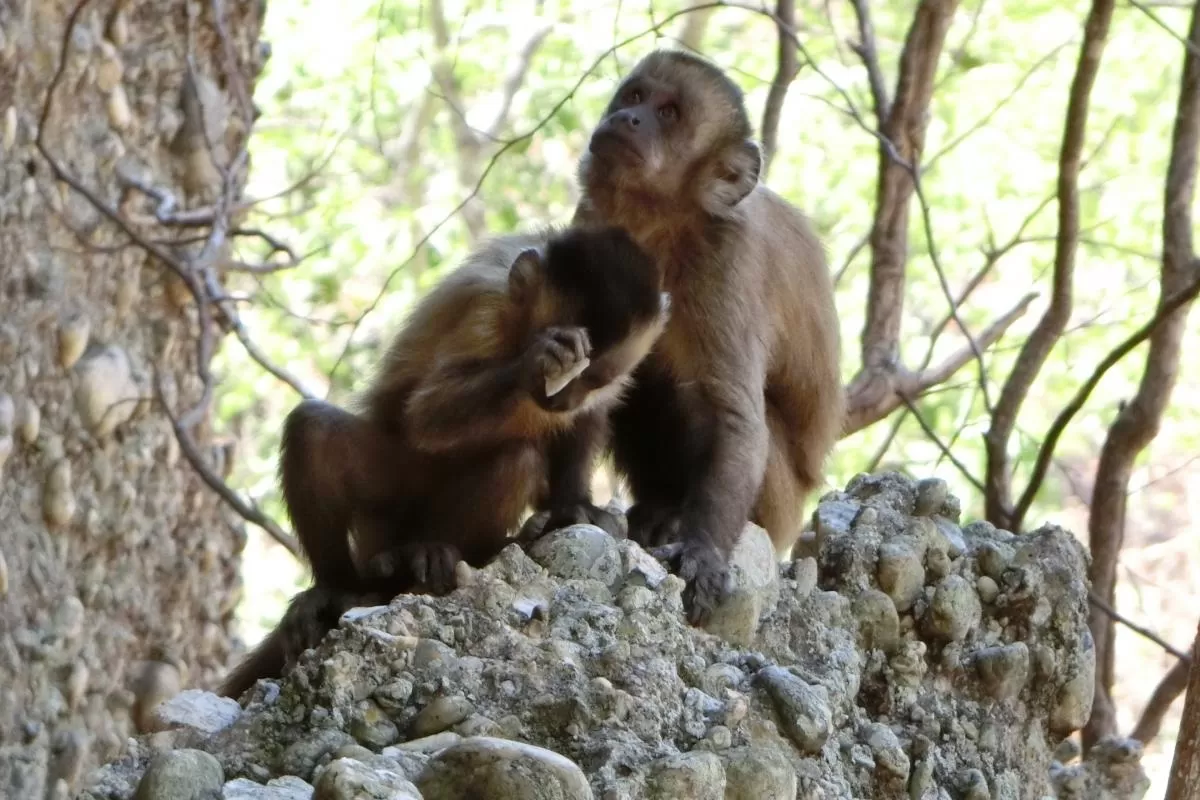تراشه‌های سنگی ساخت میمون‌های امروزی، پرسش‌هایی اساسی را درباره انسان‌های اولیه مطرح می‌کنند