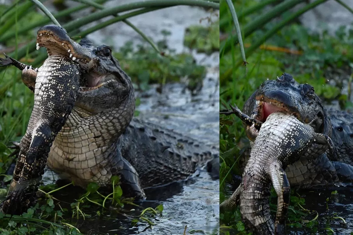 تصویر شکارشده از تمساح هم‌نوع‌خواری که با لذت تمساح دیگری را می‌خورد