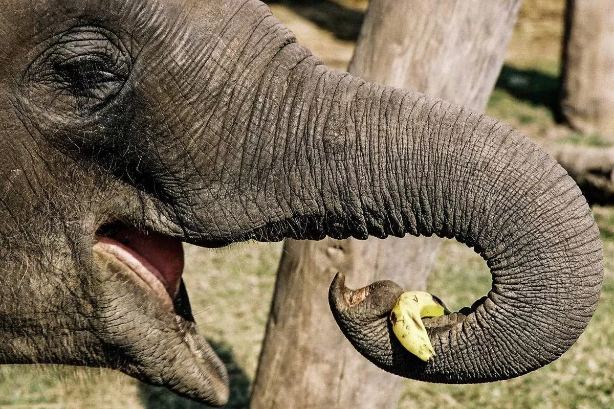 تماشا کنید: این فیل باهوش یاد گرفته است پیش از خوردن موز پوست آن را جدا کند