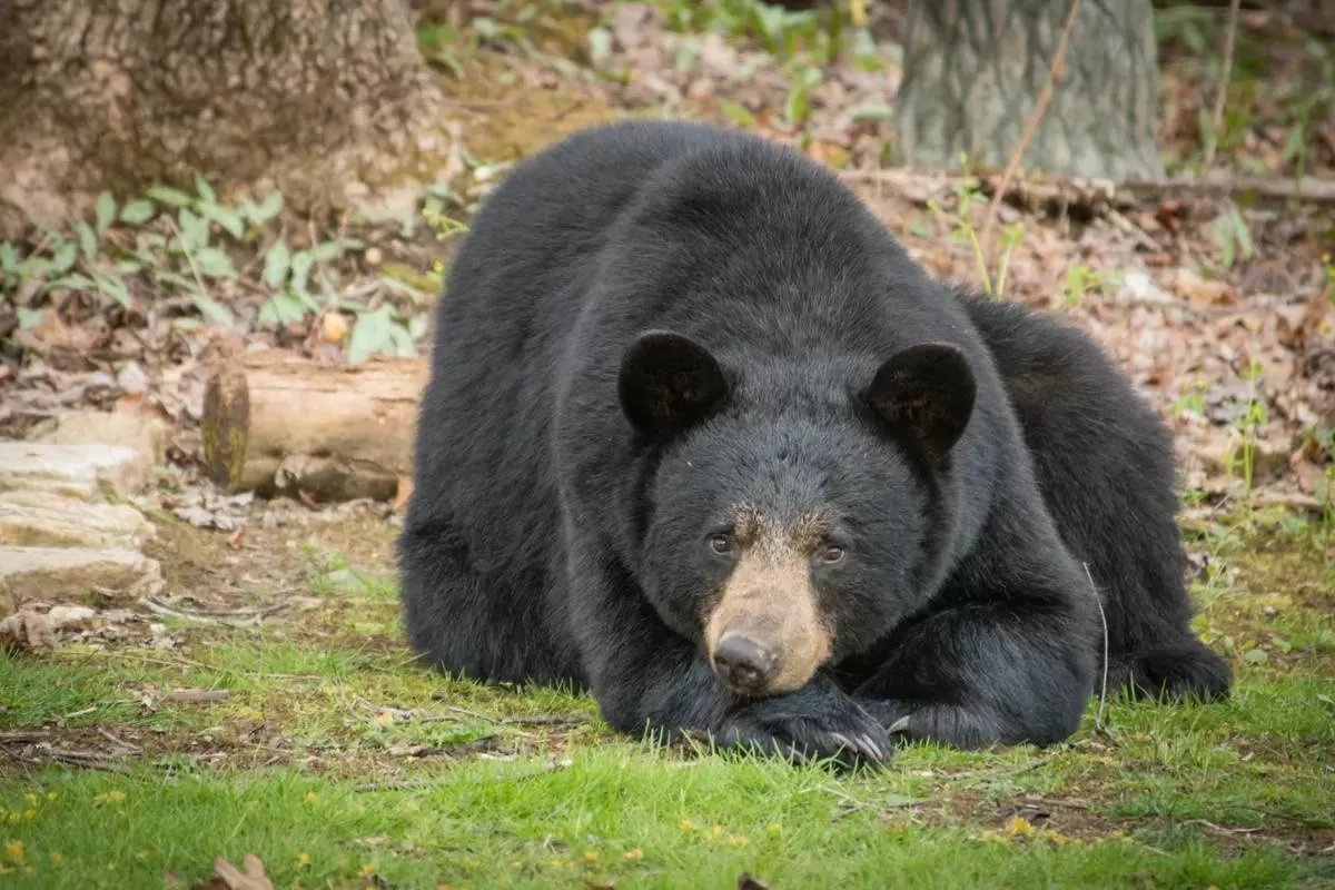 دانشمندان کشف کردند که چرا خون خرس‌های در حال خواب زمستانی لخته نمی‌شود