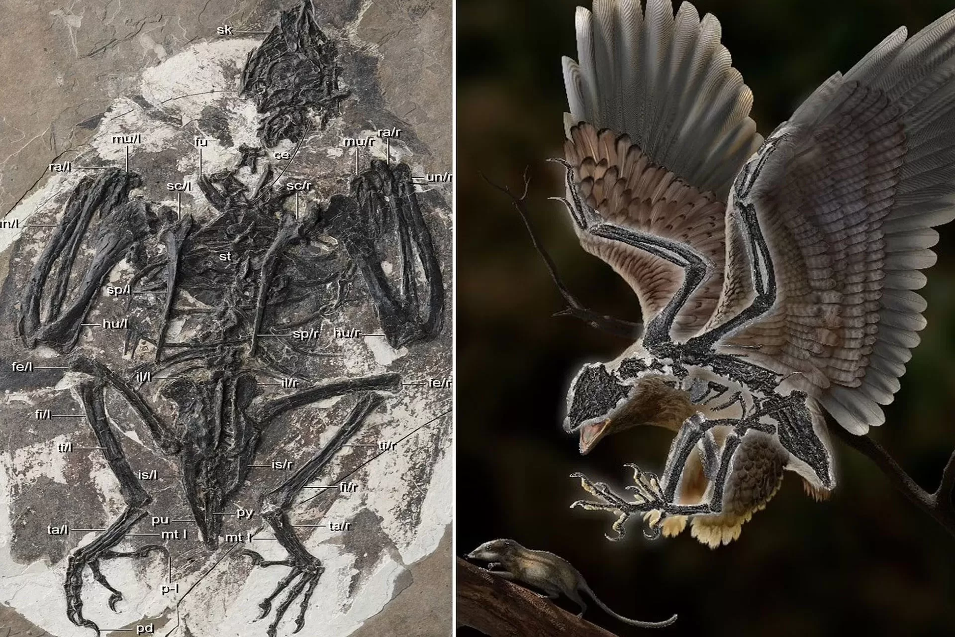 کشف موجود باستانی عجیبی که ترکیبی از پرنده و دایناسور است