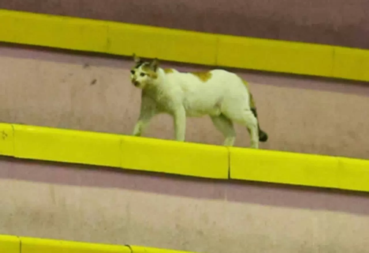 یک‌ گربه تماشاگر ویژه لیگ برتر والیبال! (عکس)