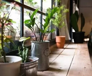 تصفیه و پاکسازی هوای خانه با مواد غیر شیمیایی