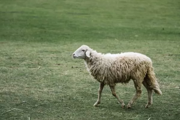 مراسم عید قربان