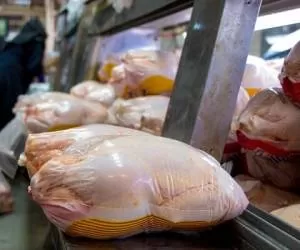 مرغ چقدر گران شد؟
