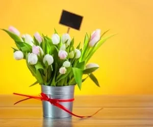 طریقه نگهداری صحیح  گل لاله در منزل