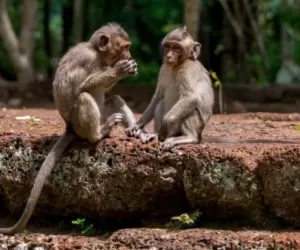 دلیل حرف نزدن میمون ها چیست؟