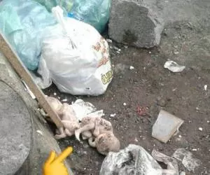 کشف جسد 2 جنین در پارک سمیه بلوار لاکان رشت