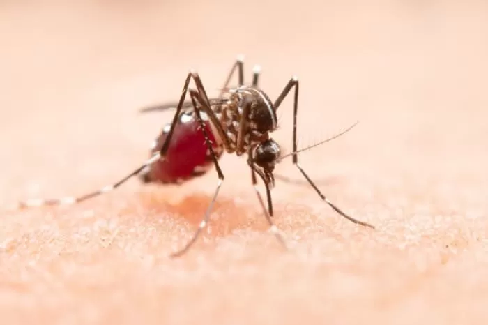 عامل بیماری مالاریا